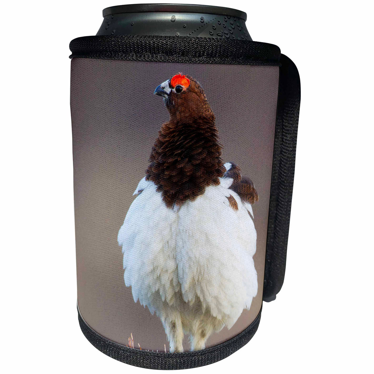 3dRose Danita Delimont - Birds - Willow Ptarmigan, male, Can Cooler Bottle Wrap (cc_229497)