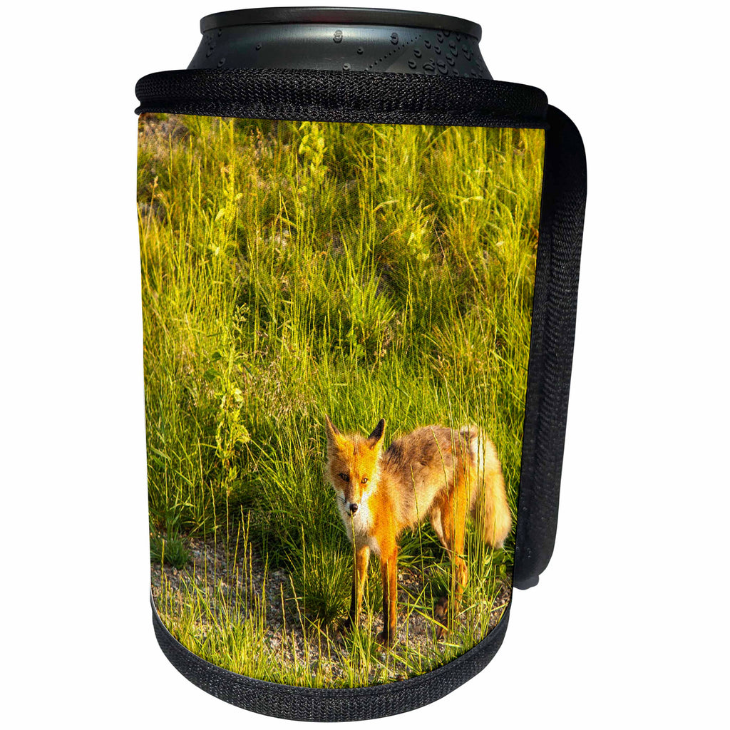 3dRose Danita Delimont - Foxes - At Midway Lake in the Tetlin NWR, Alaska. Inquisitive Red Fox. - Can Cooler Bottle Wrap (cc_229505)