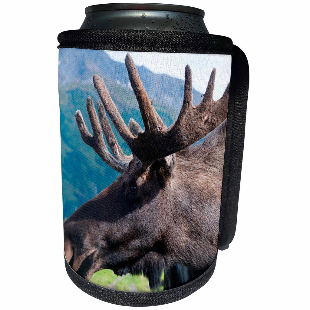 3dRose Danita Delimont - Moose - Up close and personal with a Moose, Alaska Wildlife Center, Alaska - Can Cooler Bottle Wrap (cc_229506)