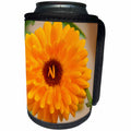3dRose Danita Delimont - Flower - Fallen petals land in the center of this Marigold - Can Cooler Bottle Wrap (cc_229510)