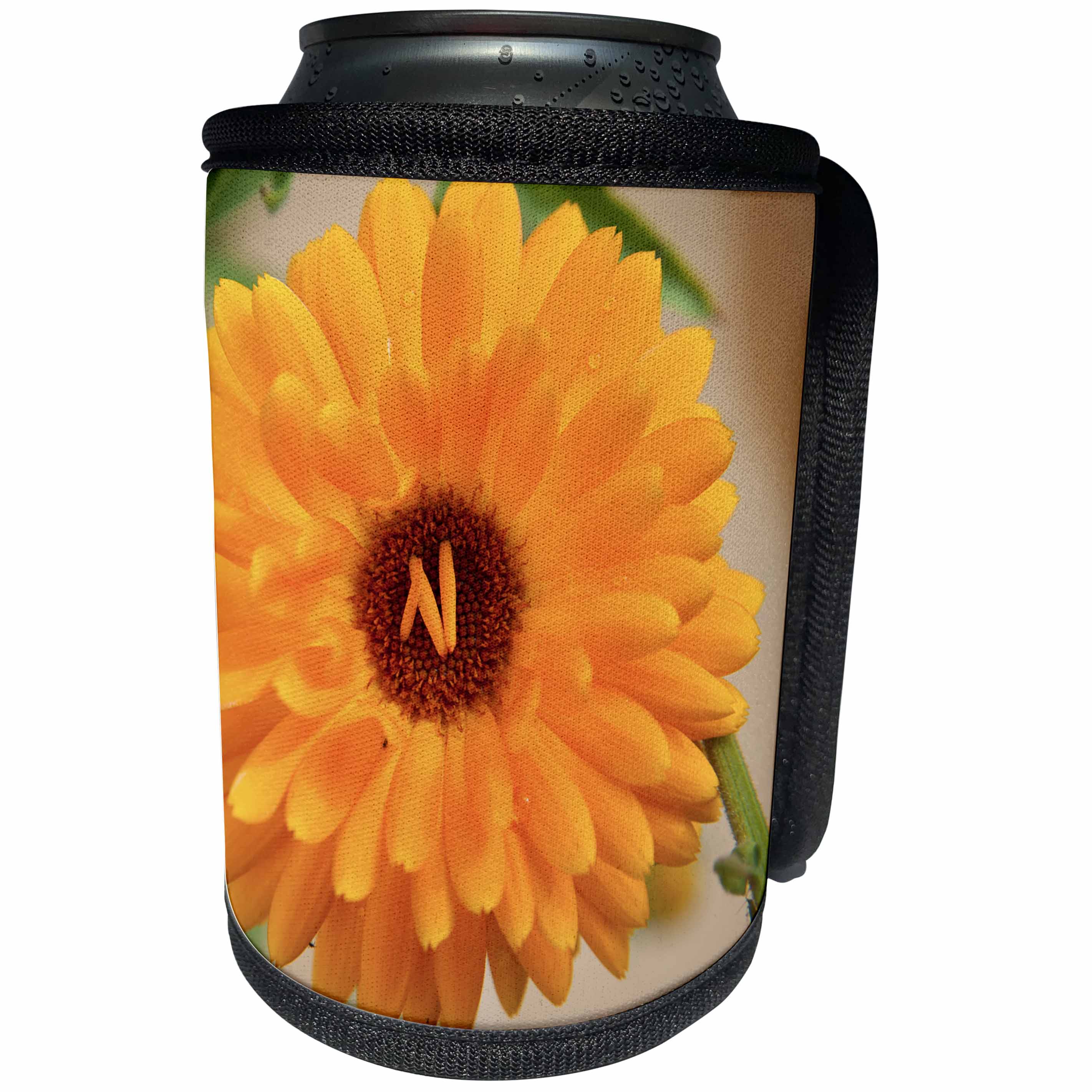 3dRose Danita Delimont - Flower - Fallen petals land in the center of this Marigold - Can Cooler Bottle Wrap (cc_229510)