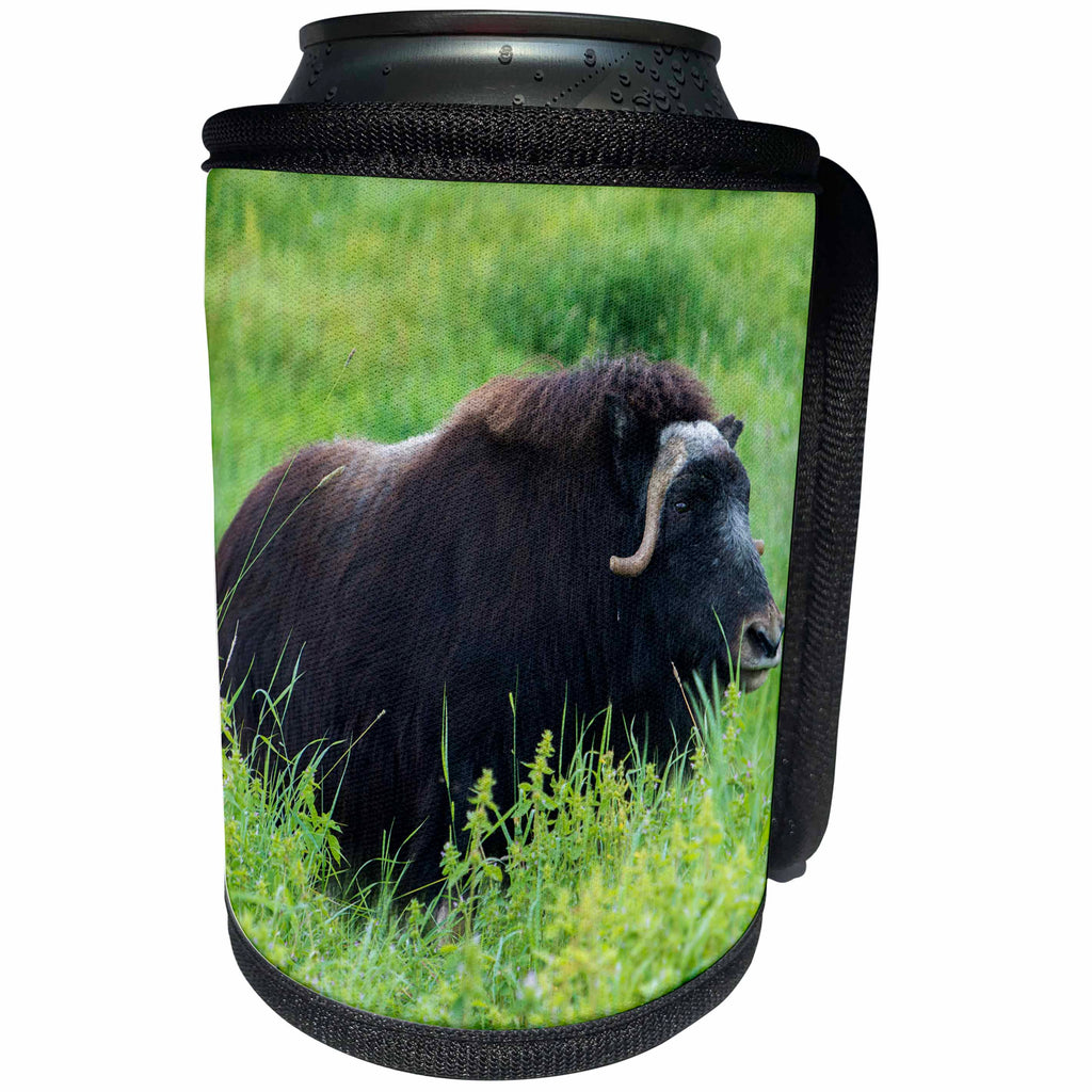 3dRose Danita Delimont - Animal - A lone muskox standing in thick, tall, green grass - Can Cooler Bottle Wrap (cc_229514)