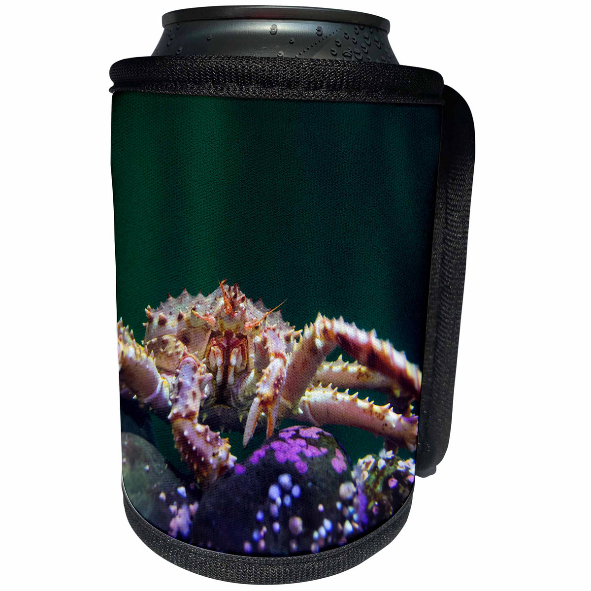 3dRose Danita Delimont - Crab - Front view of a king crab underwater - Can Cooler Bottle Wrap (cc_229518)