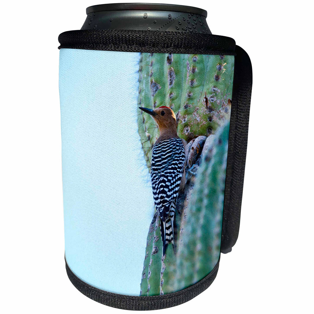 3dRose Danita Delimont - Bird - Arizona, Organ Pipe Cactus NM, Gila Woodpecker on Saguaro Cactus - Can Cooler Bottle Wrap (cc_229527)
