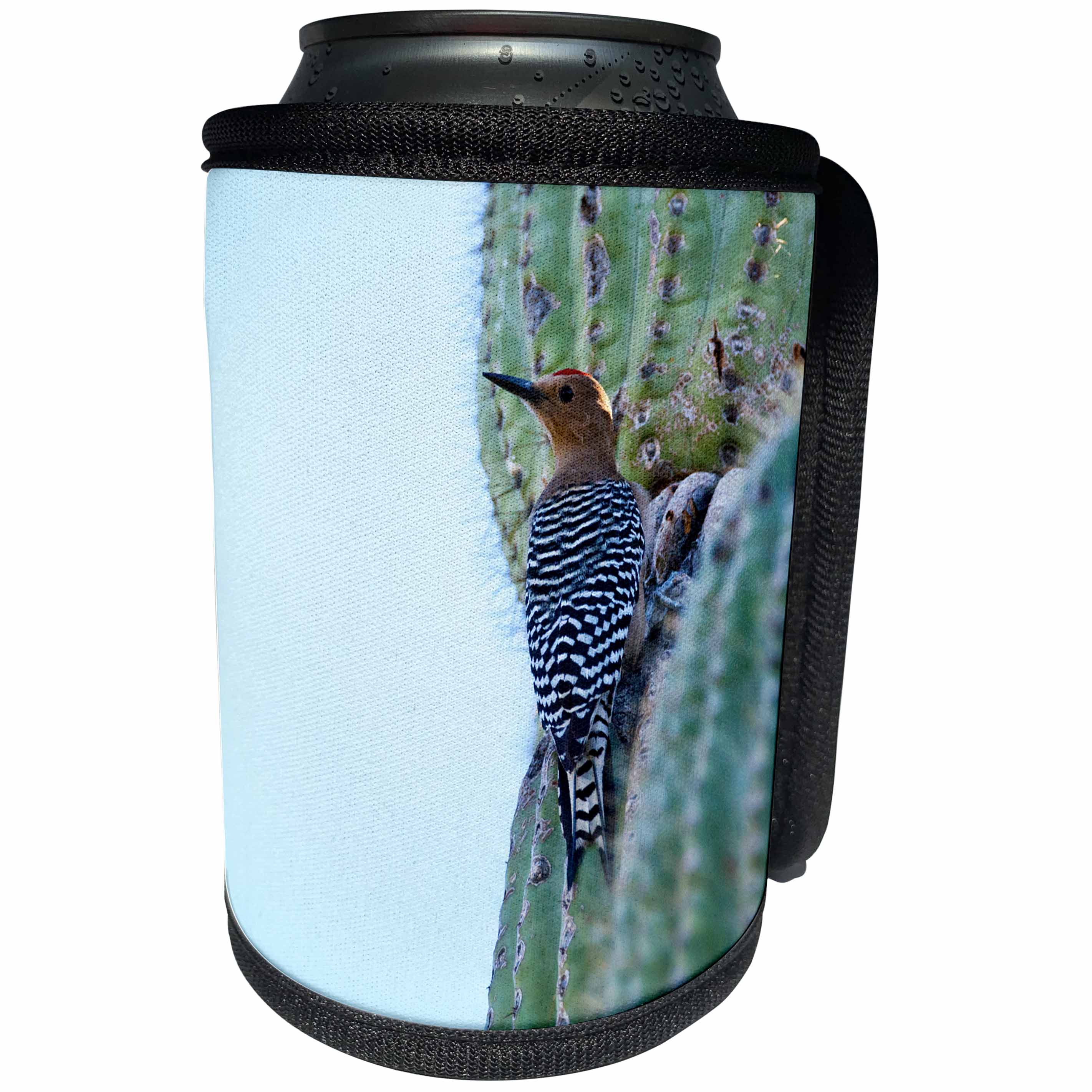 3dRose Danita Delimont - Bird - Arizona, Organ Pipe Cactus NM, Gila Woodpecker on Saguaro Cactus - Can Cooler Bottle Wrap (cc_229527)