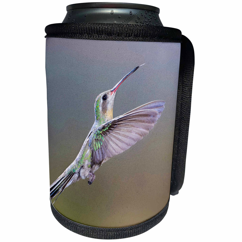 3dRose Danita Delimont - Hummingbird - Arizona, Madera Canyon. Female broad billed hummingbird in flight. - Can Cooler Bottle Wrap (cc_229531)