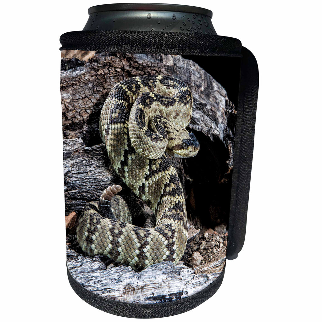 3dRose Danita Delimont - Snake - Arizona, Madera Canyon. Black tailed rattlesnake coiled. - Can Cooler Bottle Wrap (cc_229533)