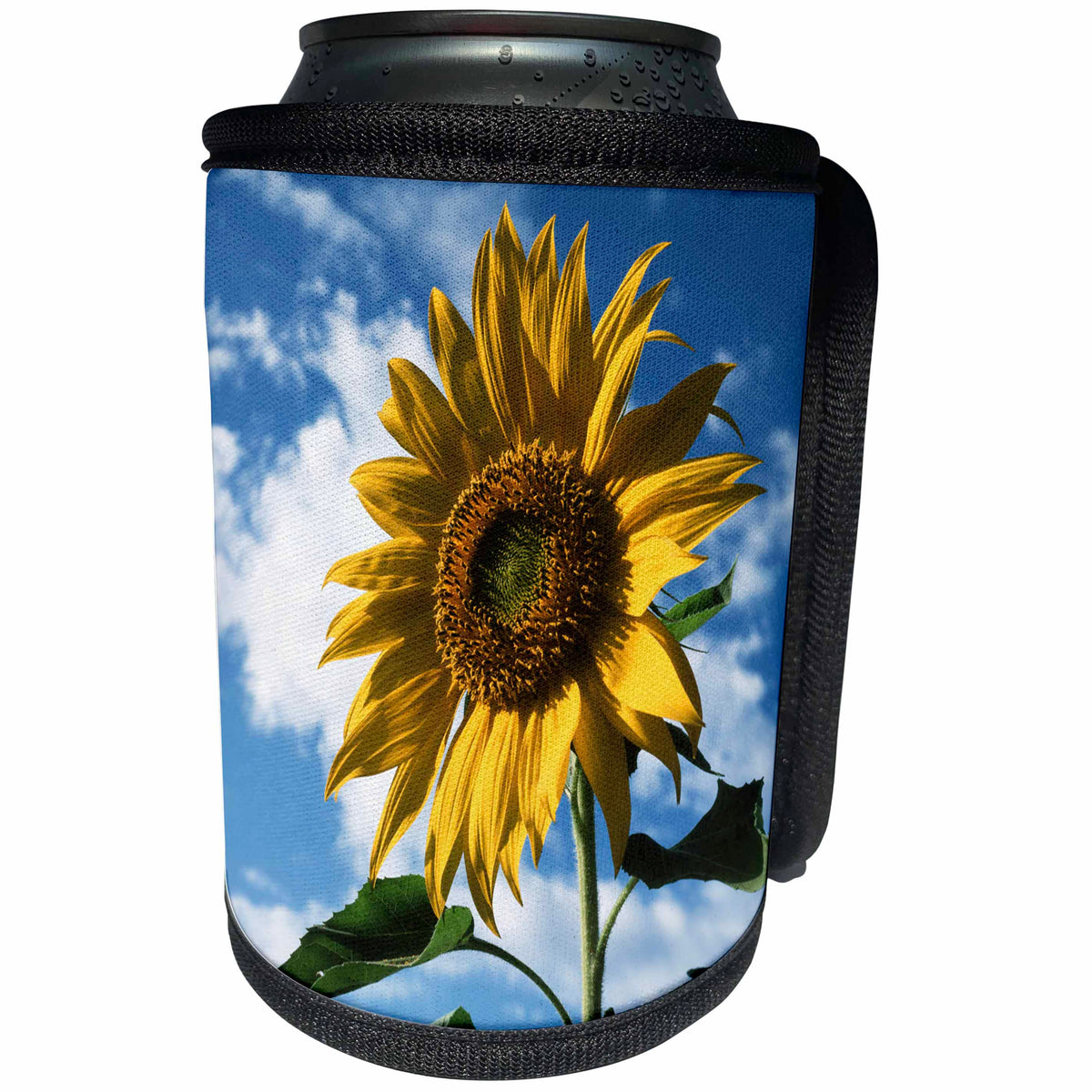 3dRose Danita Delimont - Flowers - California, A Mammoth Sunflower in Spring Valley. - Can Cooler Bottle Wrap (cc_230016)