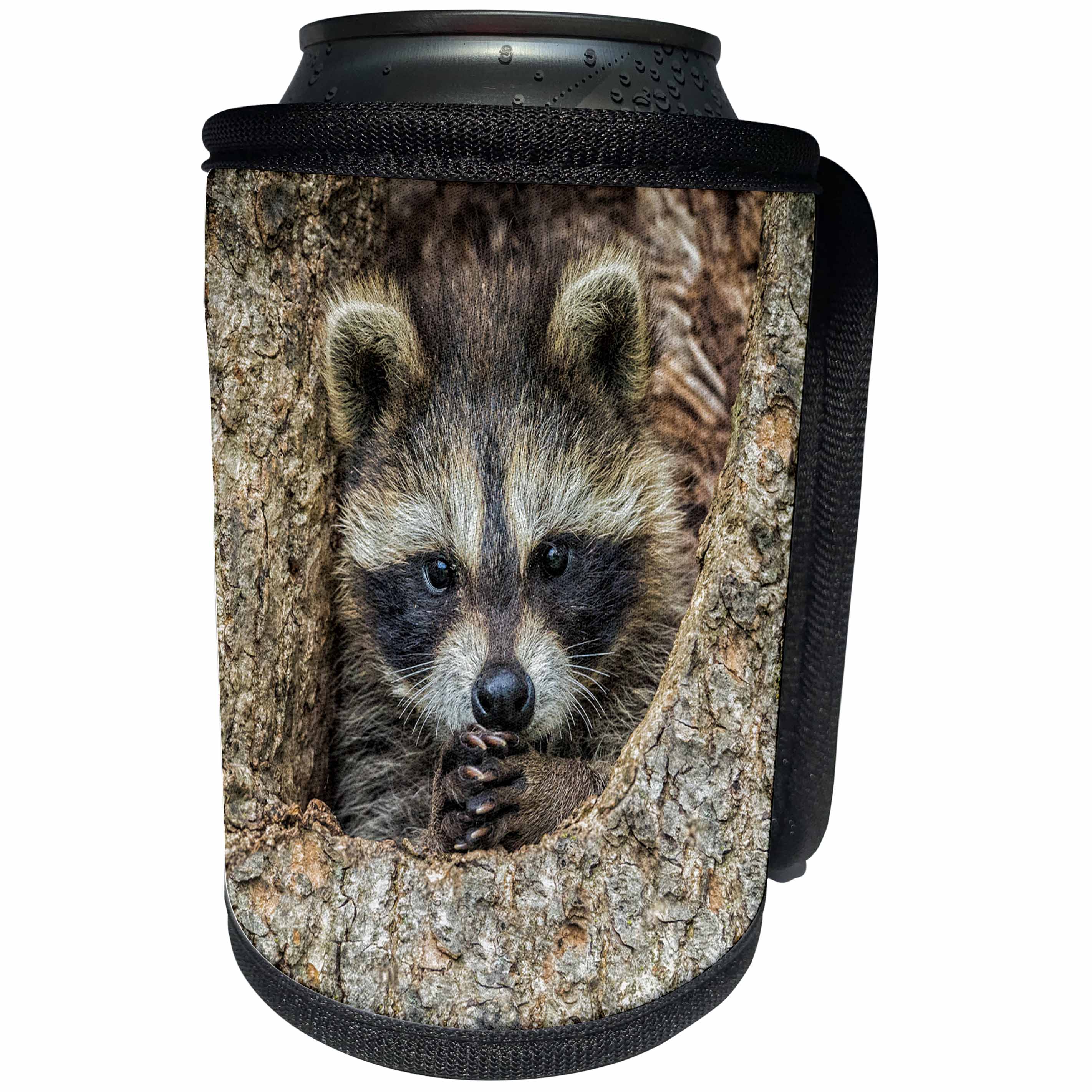 3dRose Danita Delimont - Animals - USA, Minnesota. Raccoon in a hollow tree with paws clasped together. - Can Cooler Bottle Wrap (cc_231035)