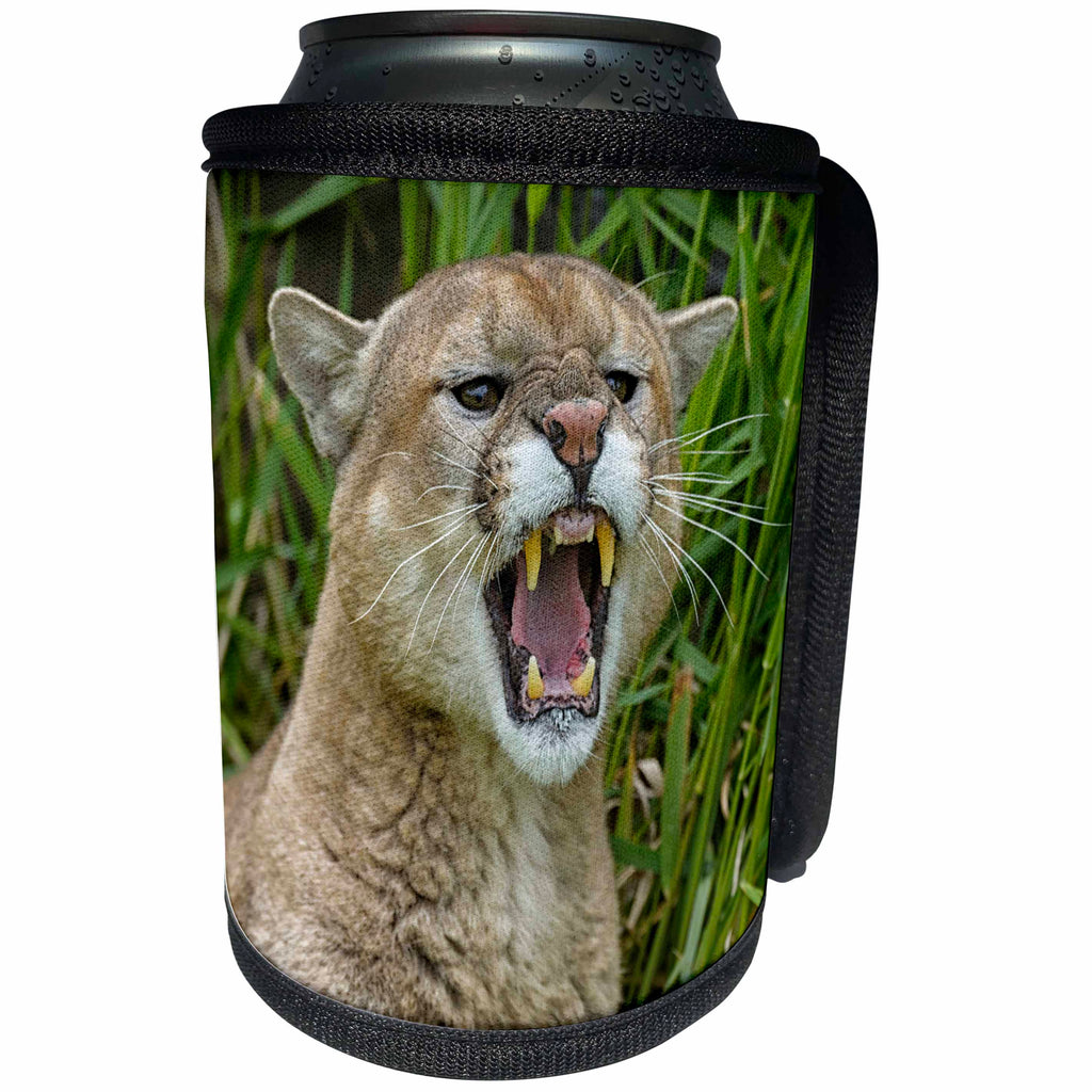 3dRose Danita Delimont - Animals - USA, Minnesota. Headshot of cougar snarling in the grass. - Can Cooler Bottle Wrap (cc_231036)