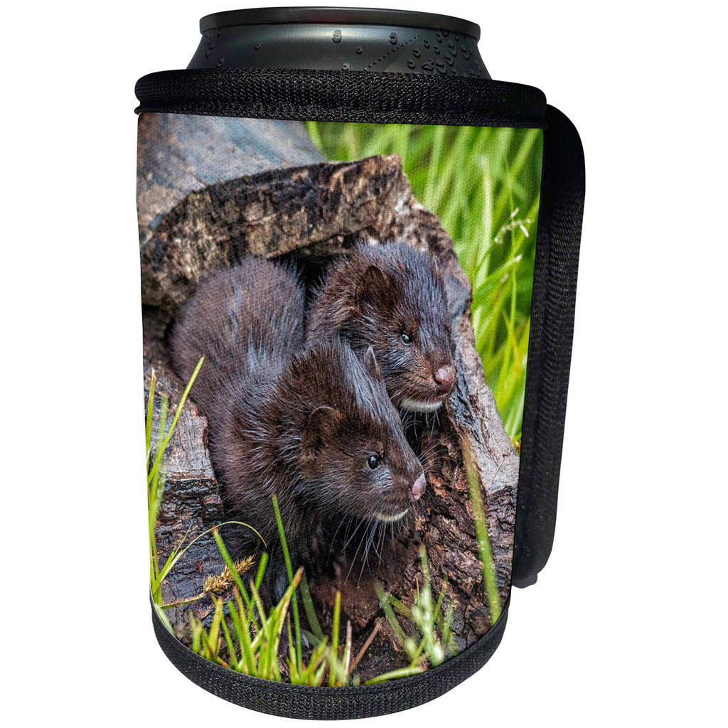 3dRose Danita Delimont - Animals - USA, Minnesota. Two mink kits in log watching for mother. - Can Cooler Bottle Wrap (cc_231039)
