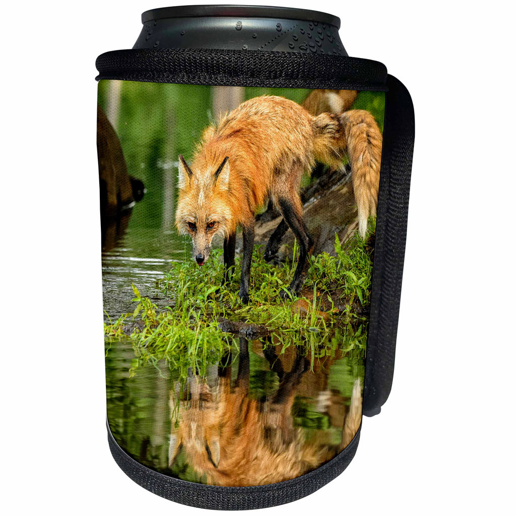 3dRose Danita Delimont - Animals - USA, Minnesota. Red fox - Can Cooler Bottle Wrap (cc_231040)