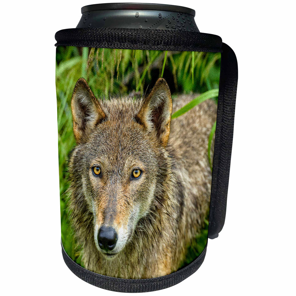 3dRose Danita Delimont - Animals - USA, Minnesota. Close-up of Grey wolf in the tall grass. - Can Cooler Bottle Wrap (cc_231042)