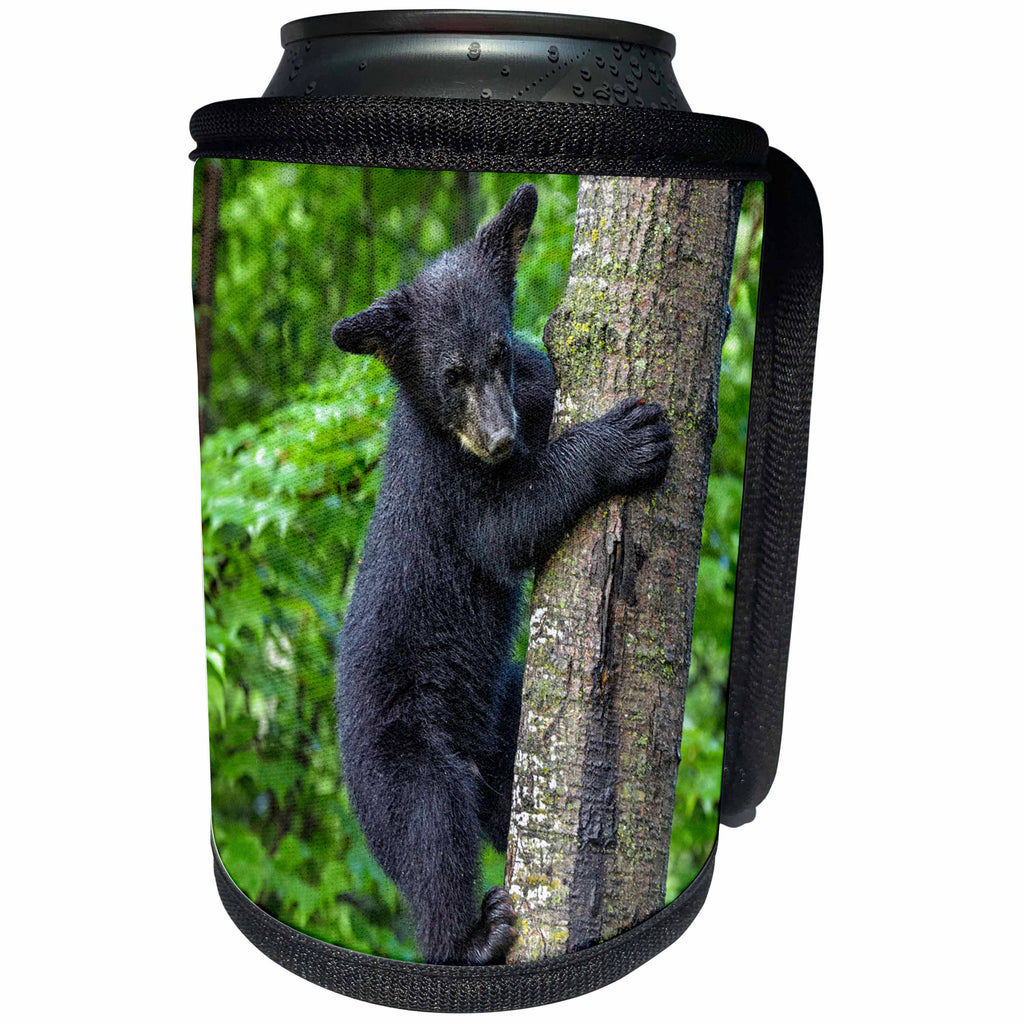 3dRose Danita Delimont - Animals - USA, Minnesota. Black bear cub climbing down a tree. - Can Cooler Bottle Wrap (cc_231045)