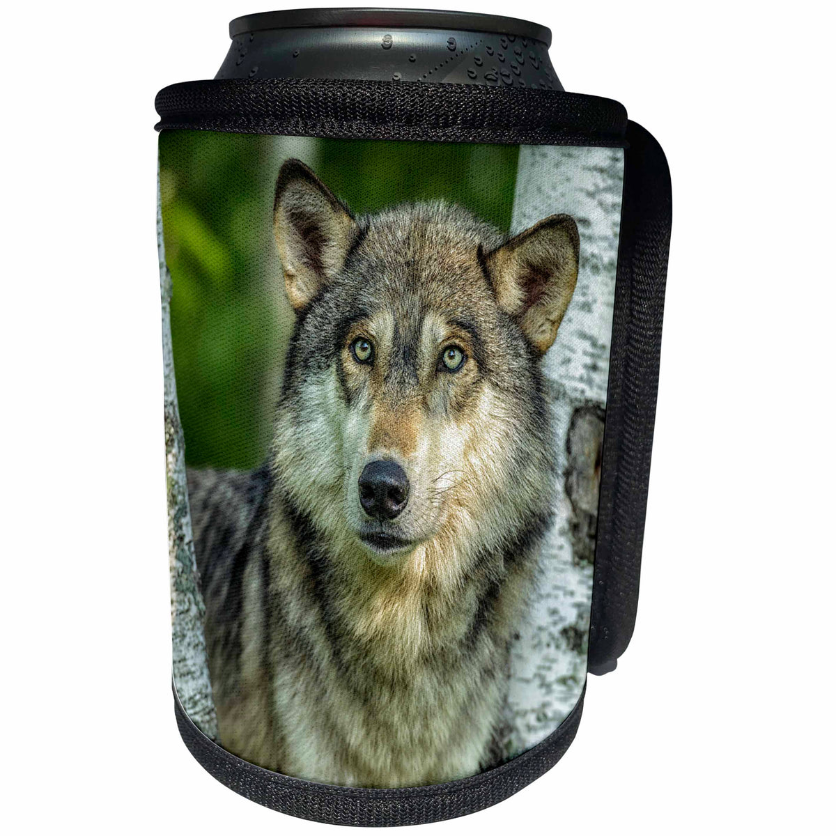 3dRose Danita Delimont - Animals - USA, Minnesota. Close-up of Grey wolf between two birch trees. - Can Cooler Bottle Wrap (cc_231047)