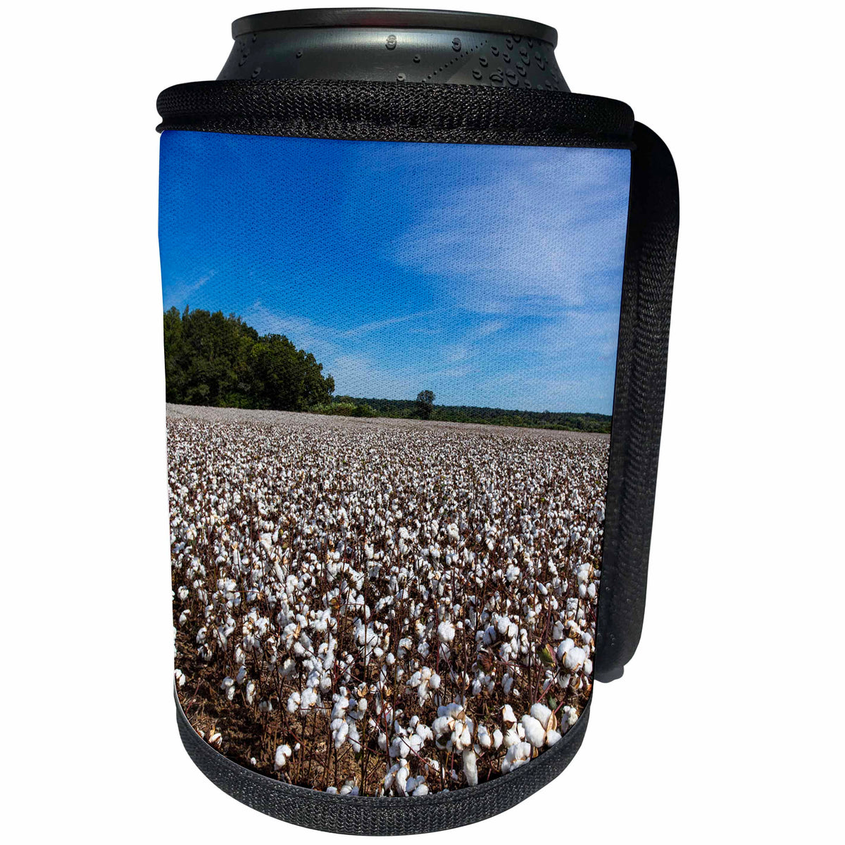 3dRose Danita Delimont - Agriculture - Mature field of cotton near Tishomingo, Mississippi, USA - Can Cooler Bottle Wrap (cc_231048)