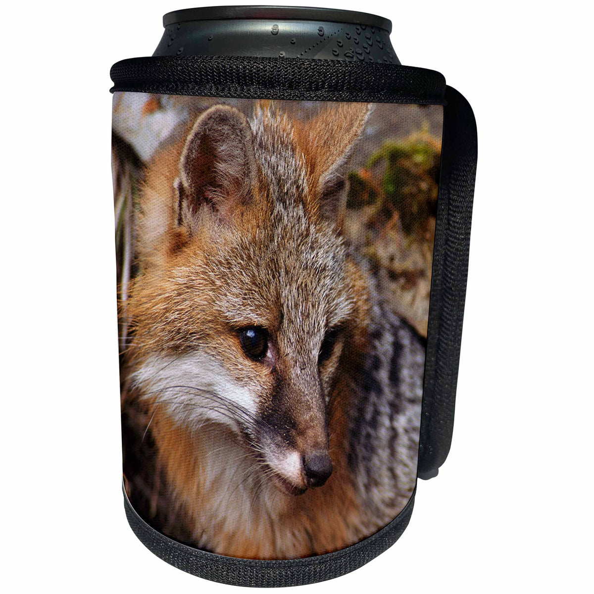 3dRose Danita Delimont - Animals - USA, Montana, Kalispell. Gray fox - Can Cooler Bottle Wrap (cc_231059)