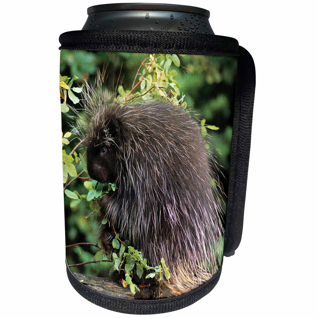 3dRose Danita Delimont - Animals - USA, Montana, Kalispell. Porcupine and rose hips - Can Cooler Bottle Wrap (cc_231060)
