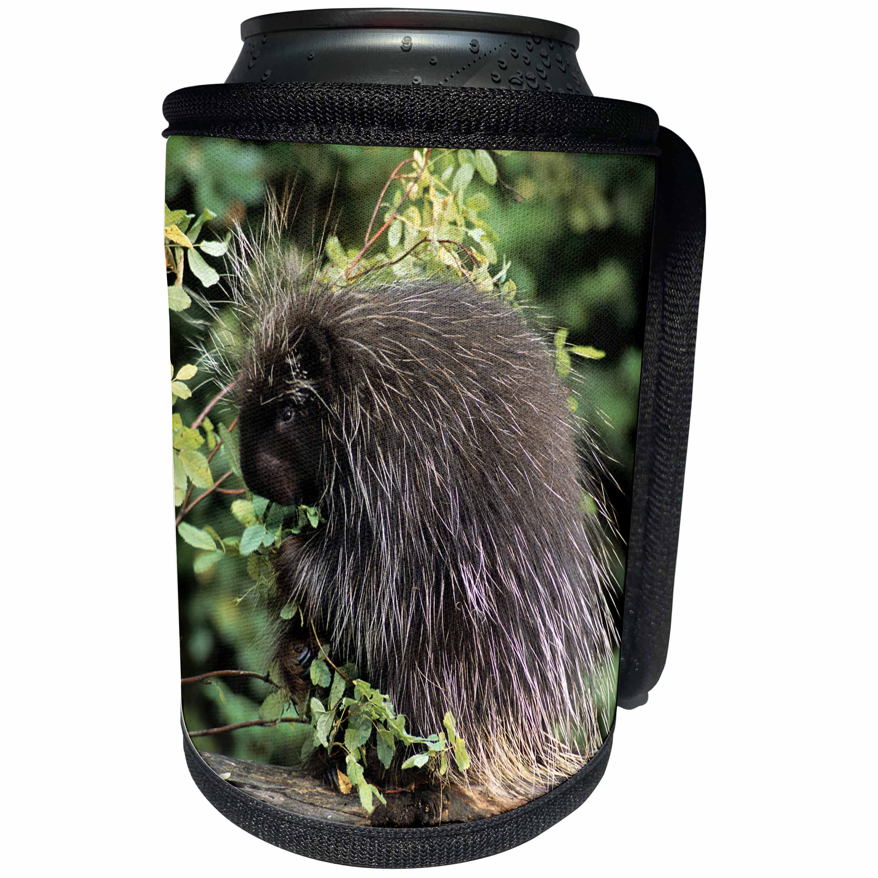 3dRose Danita Delimont - Animals - USA, Montana, Kalispell. Porcupine and rose hips - Can Cooler Bottle Wrap (cc_231060)