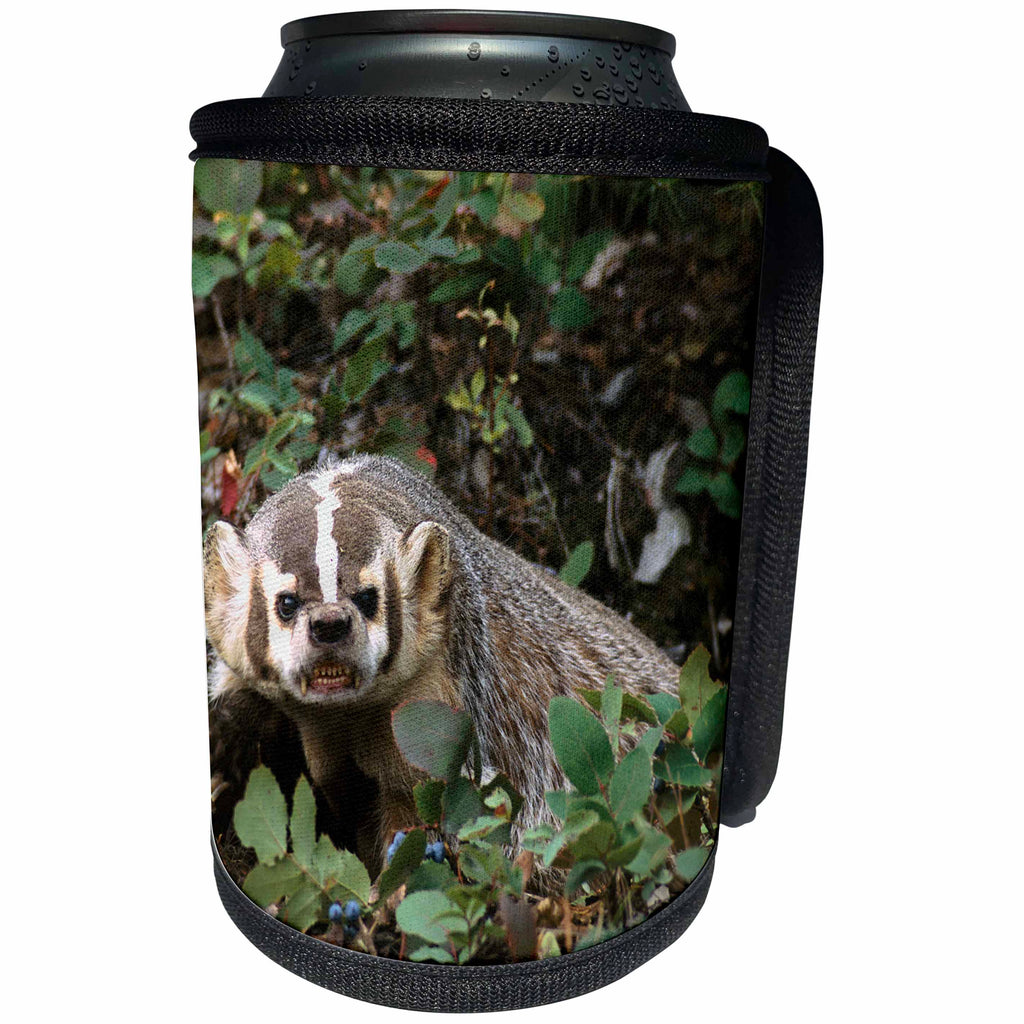 3dRose Danita Delimont - Animals - USA, Montana, Kalispell. Growling badger - Can Cooler Bottle Wrap (cc_231062)