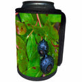 3dRose Danita Delimont - Montana - Ripe huckleberries, Montana, USA - Can Cooler Bottle Wrap (cc_231083)