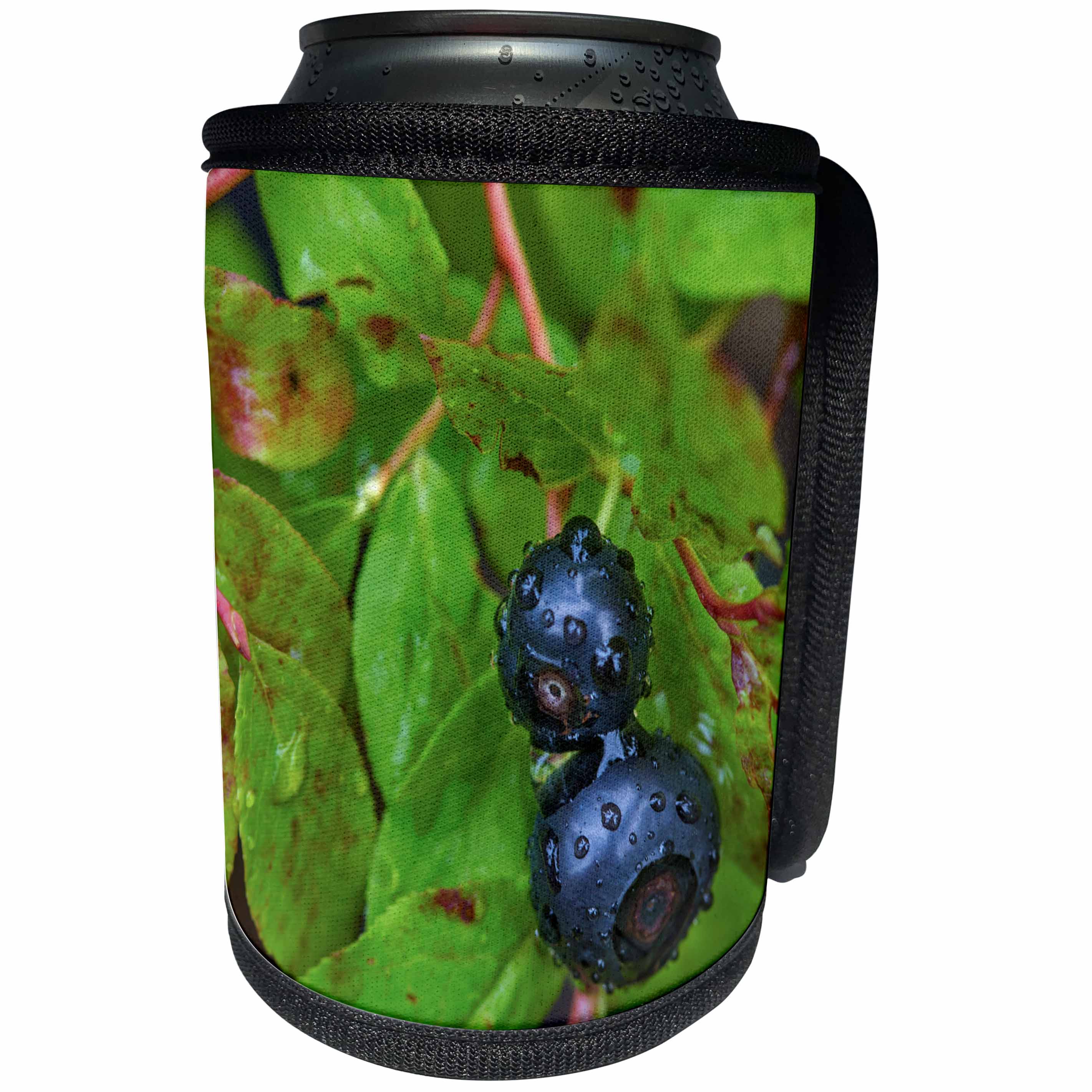 3dRose Danita Delimont - Montana - Ripe huckleberries, Montana, USA - Can Cooler Bottle Wrap (cc_231083)