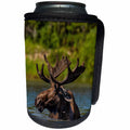 3dRose Danita Delimont - Glacier National Park - Bull moose in Glacier National Park, Montana - Can Cooler Bottle Wrap (cc_231090)