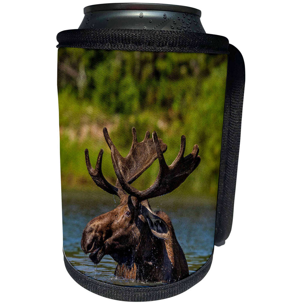 3dRose Danita Delimont - Glacier National Park - Bull moose in Glacier National Park, Montana - Can Cooler Bottle Wrap (cc_231090)