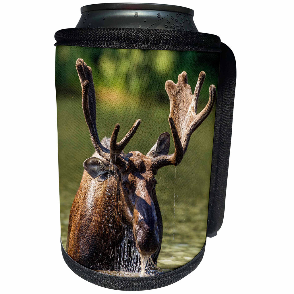 3dRose Danita Delimont - Glacier National Park - Bull moose feeding in Glacier National Park, Montana - Can Cooler Bottle Wrap (cc_231091)
