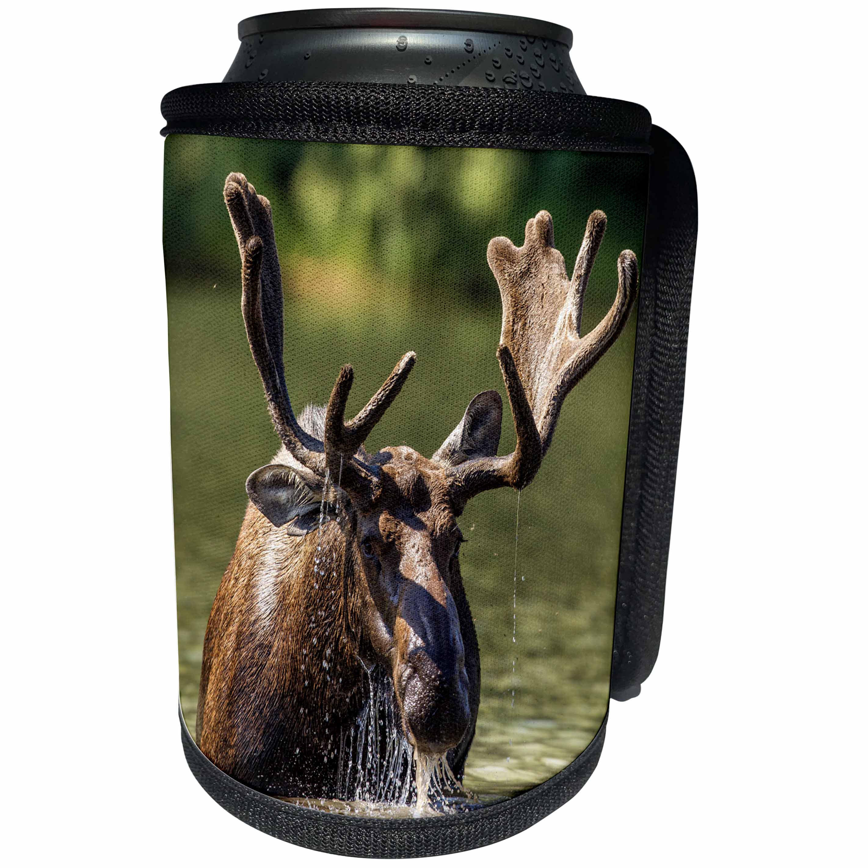 3dRose Danita Delimont - Glacier National Park - Bull moose feeding in Glacier National Park, Montana - Can Cooler Bottle Wrap (cc_231091)