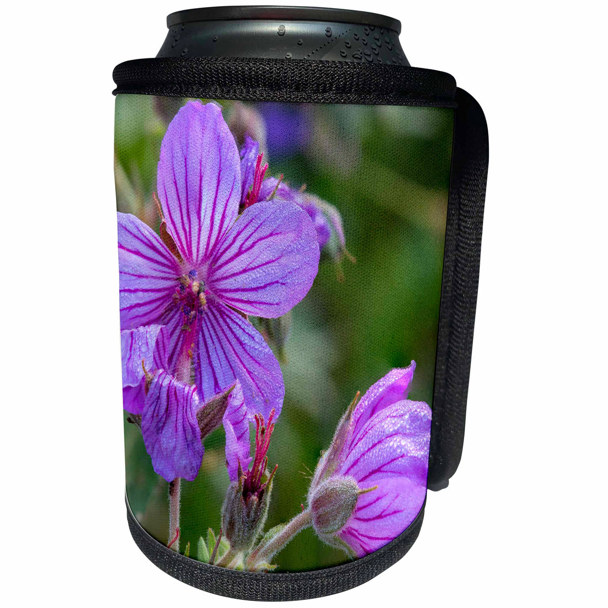3dRose Danita Delimont - Glacier National Park - Sticky geranium wildflowers in Glacier National Park, Montana - Can Cooler Bottle Wrap (cc_231094)