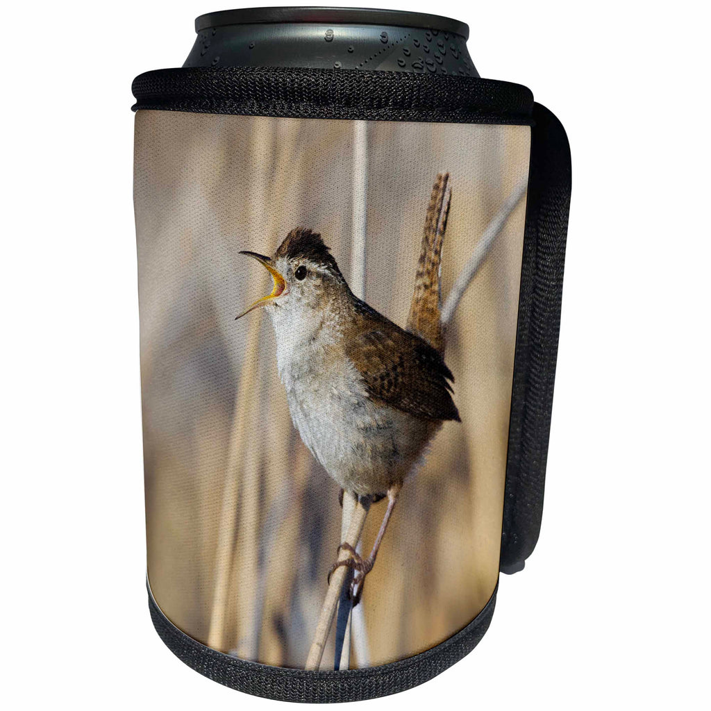 3dRose Danita Delimont - Birds - Marsh Wren Singing - Can Cooler Bottle Wrap (cc_231487)