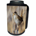 3dRose Danita Delimont - Birds - Marsh Wren Singing - Can Cooler Bottle Wrap (cc_231487)