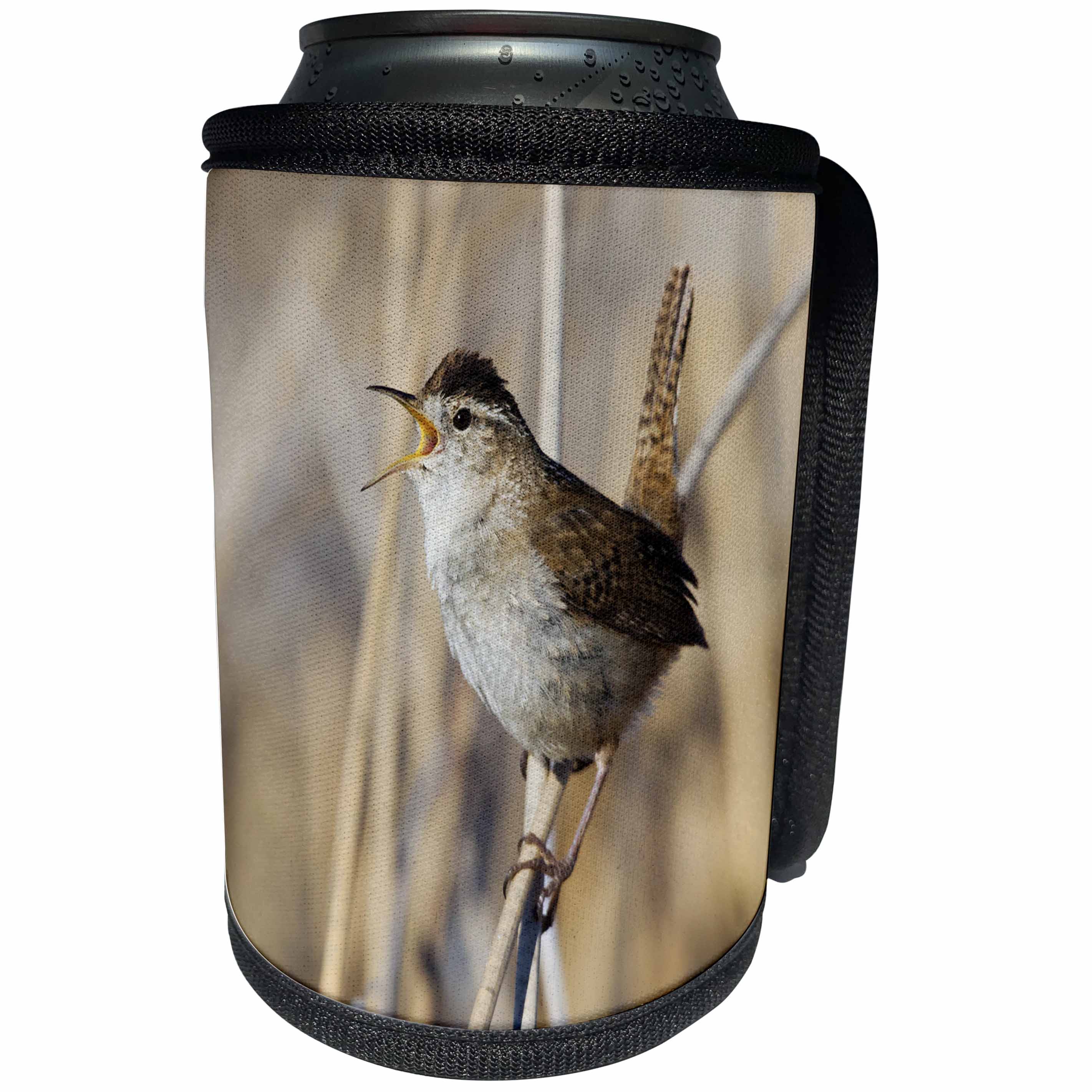 3dRose Danita Delimont - Birds - Marsh Wren Singing - Can Cooler Bottle Wrap (cc_231487)