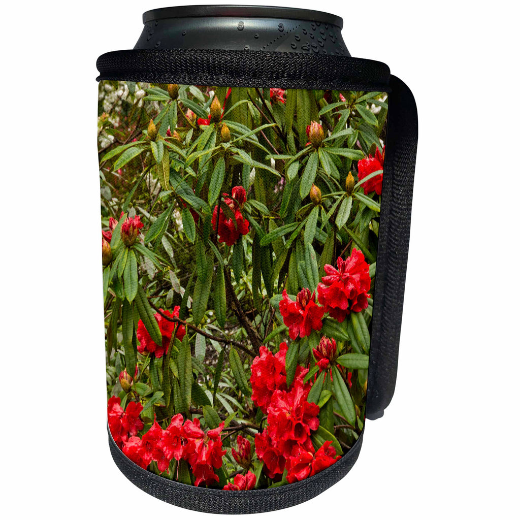 3dRose Danita Delimont - Flora - Crystal Springs Rhododendron Garden, Portland, Oregon, USA - Can Cooler Bottle Wrap (cc_231510)
