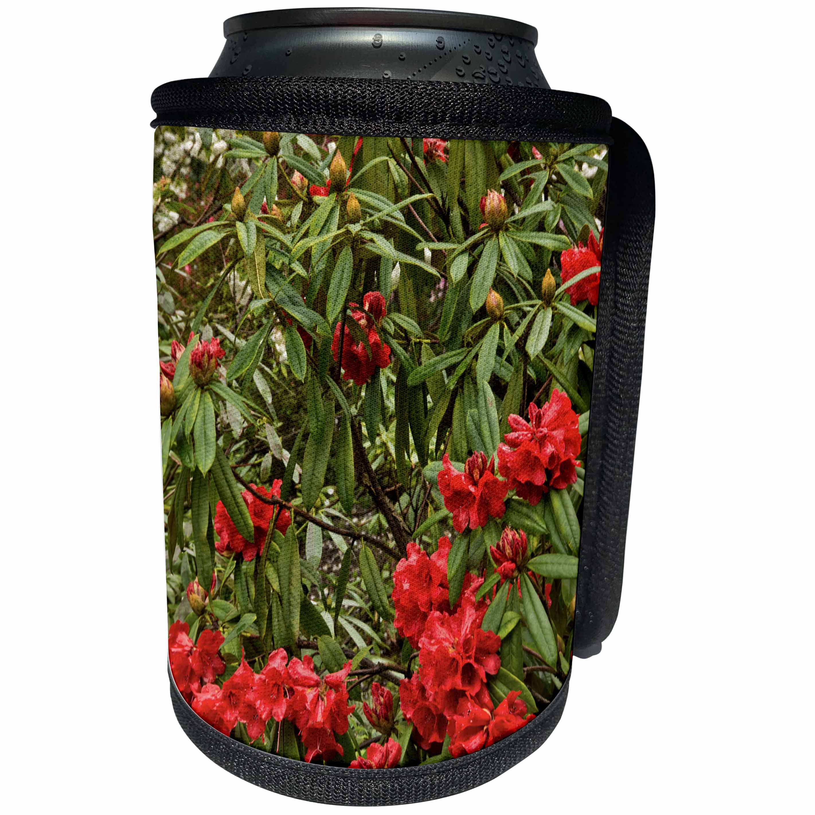 3dRose Danita Delimont - Flora - Crystal Springs Rhododendron Garden, Portland, Oregon, USA - Can Cooler Bottle Wrap (cc_231510)