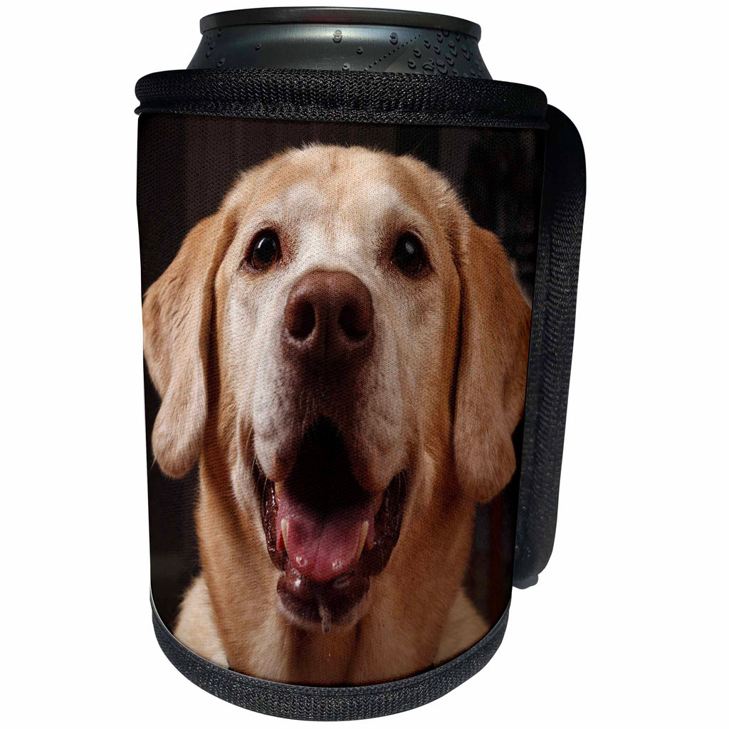 3dRose Danita Delimont - Dogs - USA, Oregon, Labrador Retriever. - Can Cooler Bottle Wrap (cc_231525)