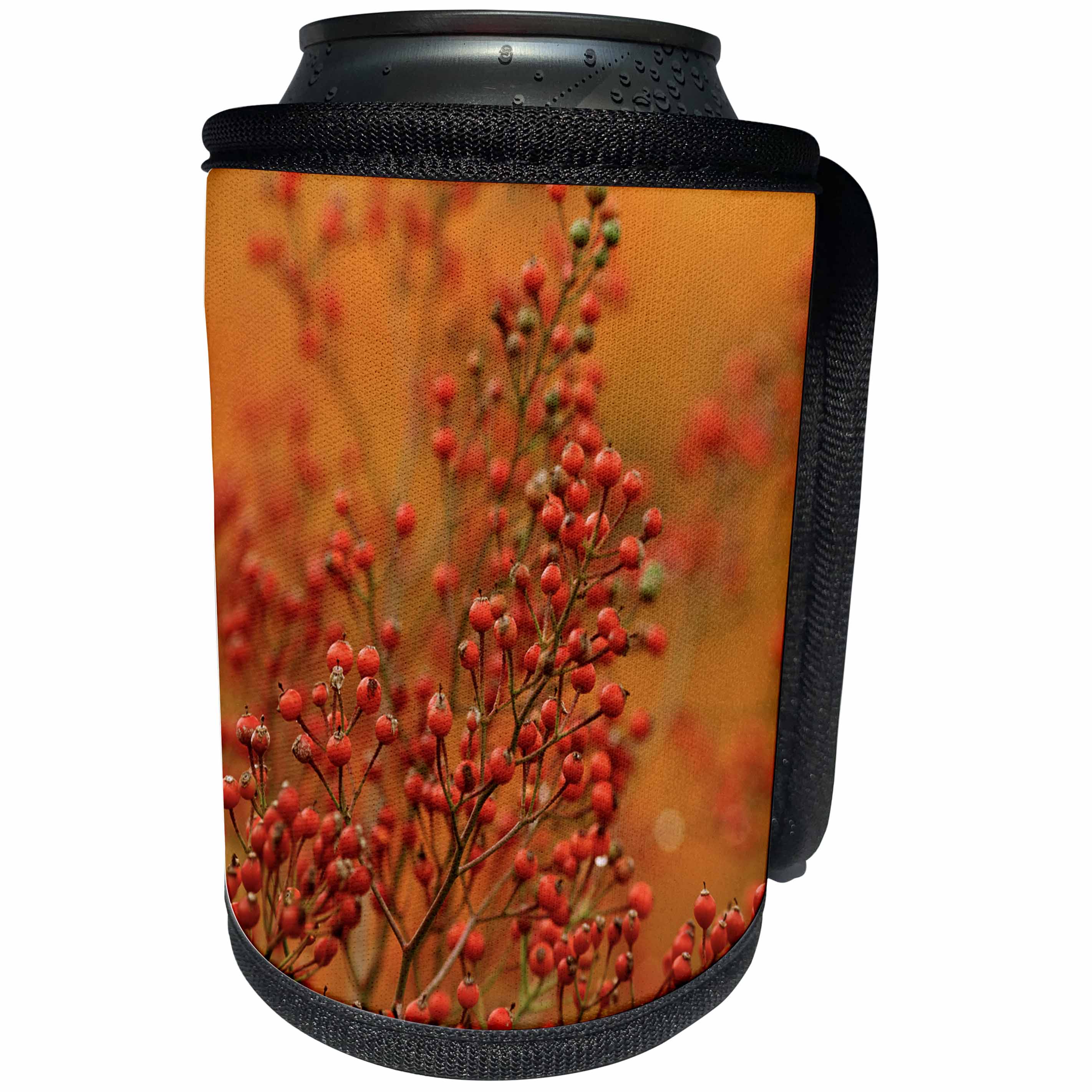 3dRose Danita Delimont - Autumn - USA, Pennsylvania. Autumn bittersweet plant. - Can Cooler Bottle Wrap (cc_231534)