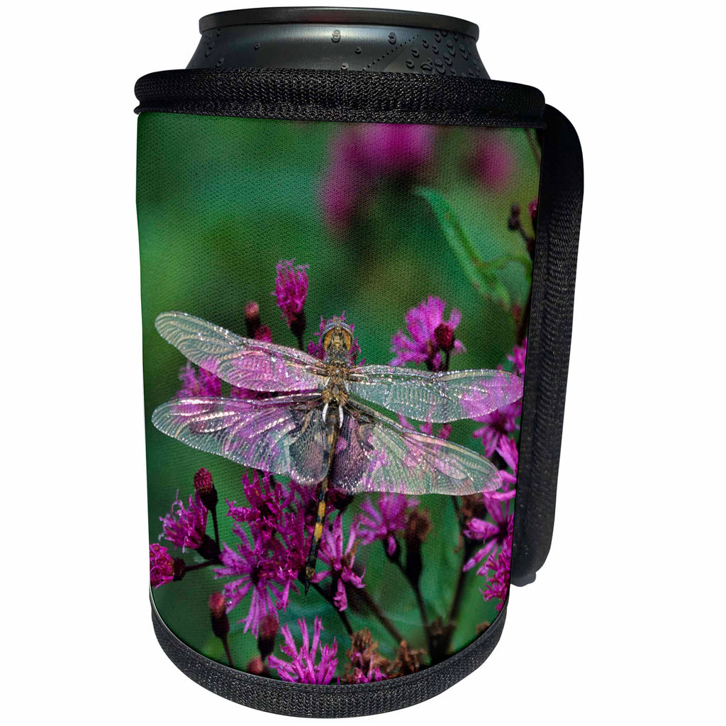 3dRose Danita Delimont - Autumn - USA, Pennsylvania. Dragonfly on Joe-Pye weed. - Can Cooler Bottle Wrap (cc_231545)