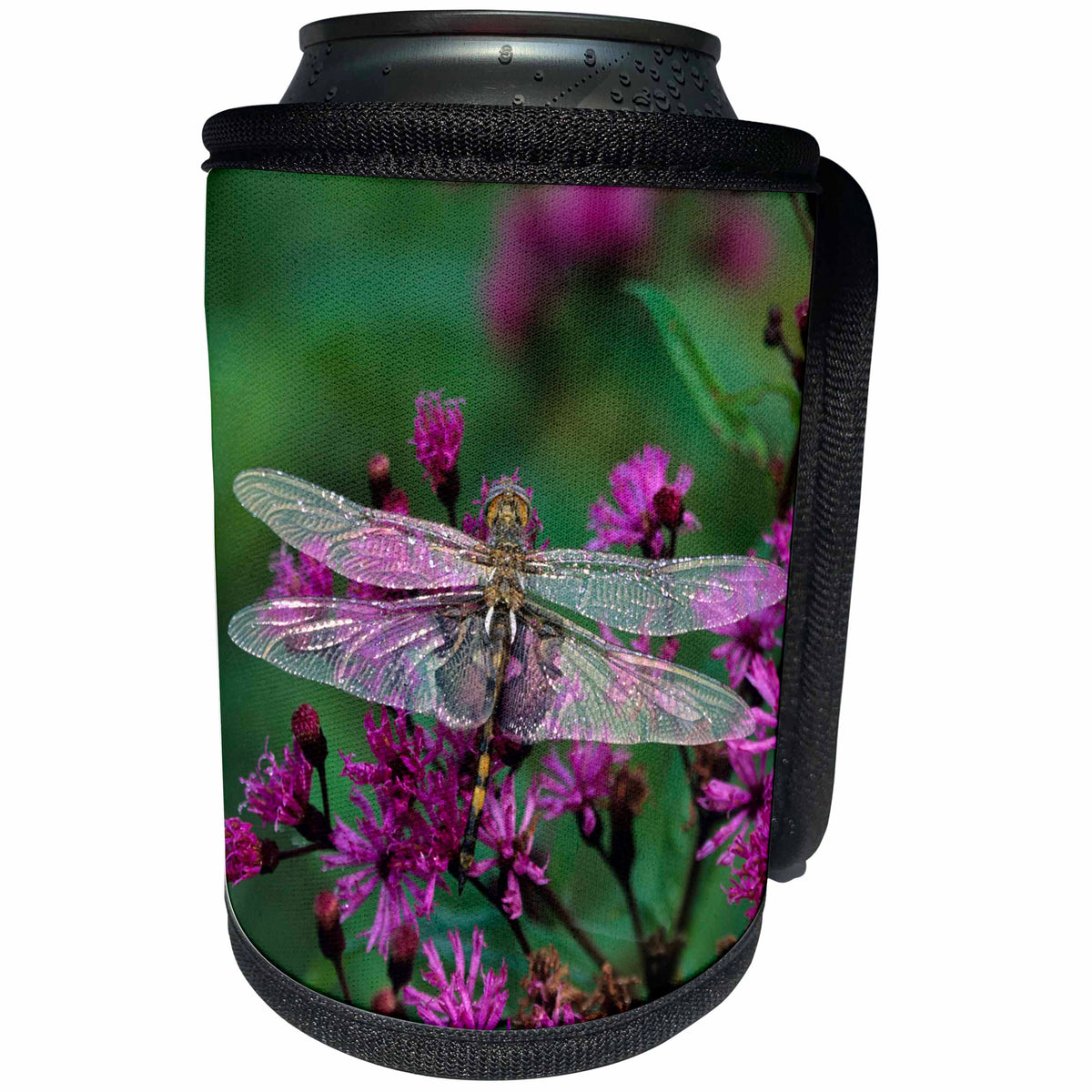 3dRose Danita Delimont - Autumn - USA, Pennsylvania. Dragonfly on Joe-Pye weed. - Can Cooler Bottle Wrap (cc_231545)