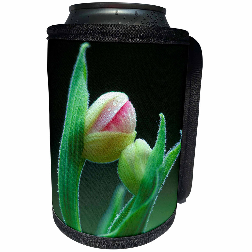 3dRose Danita Delimont - Flowers - USA, Pennsylvania. Close-up of flower bud opening. - Can Cooler Bottle Wrap (cc_231547)