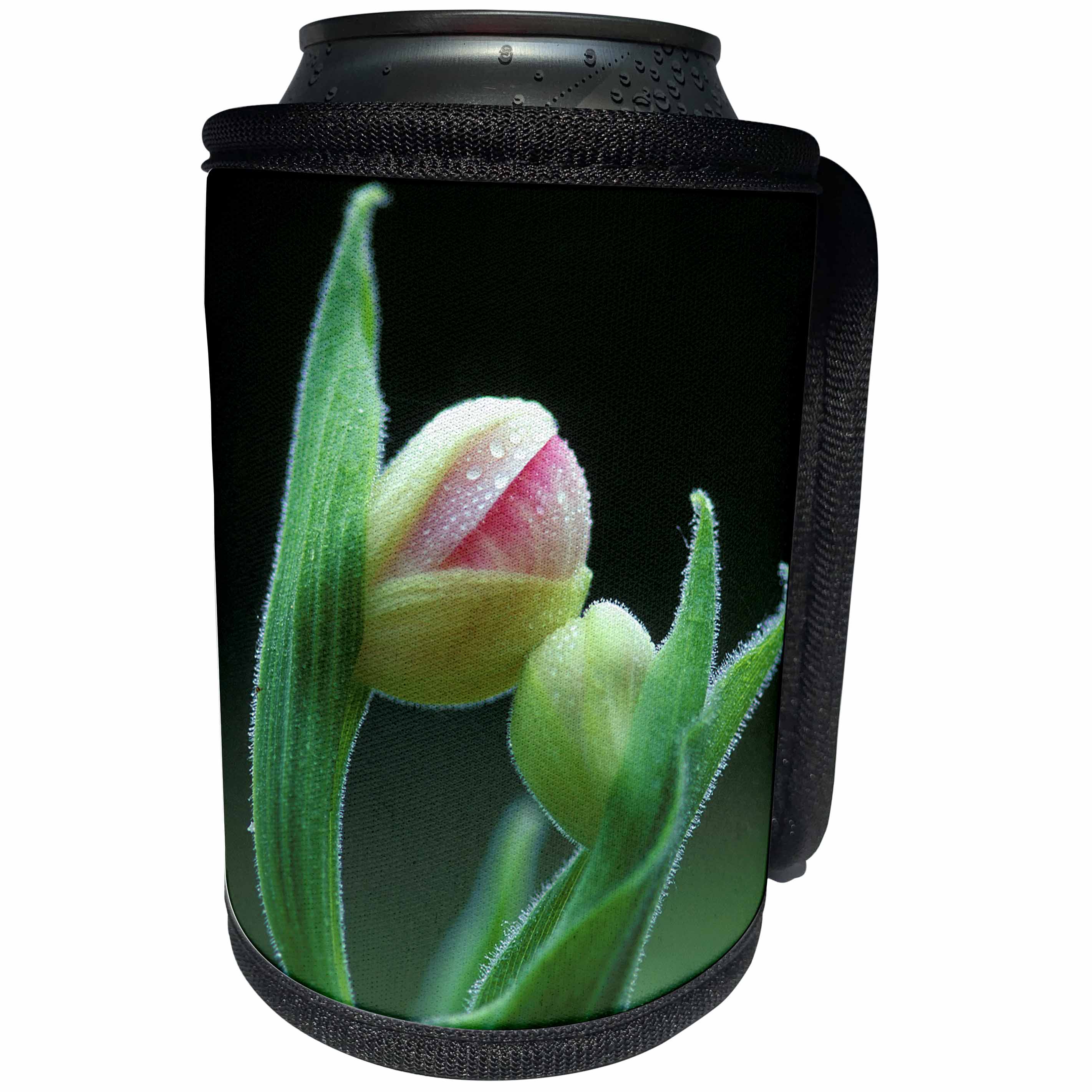 3dRose Danita Delimont - Flowers - USA, Pennsylvania. Close-up of flower bud opening. - Can Cooler Bottle Wrap (cc_231547)