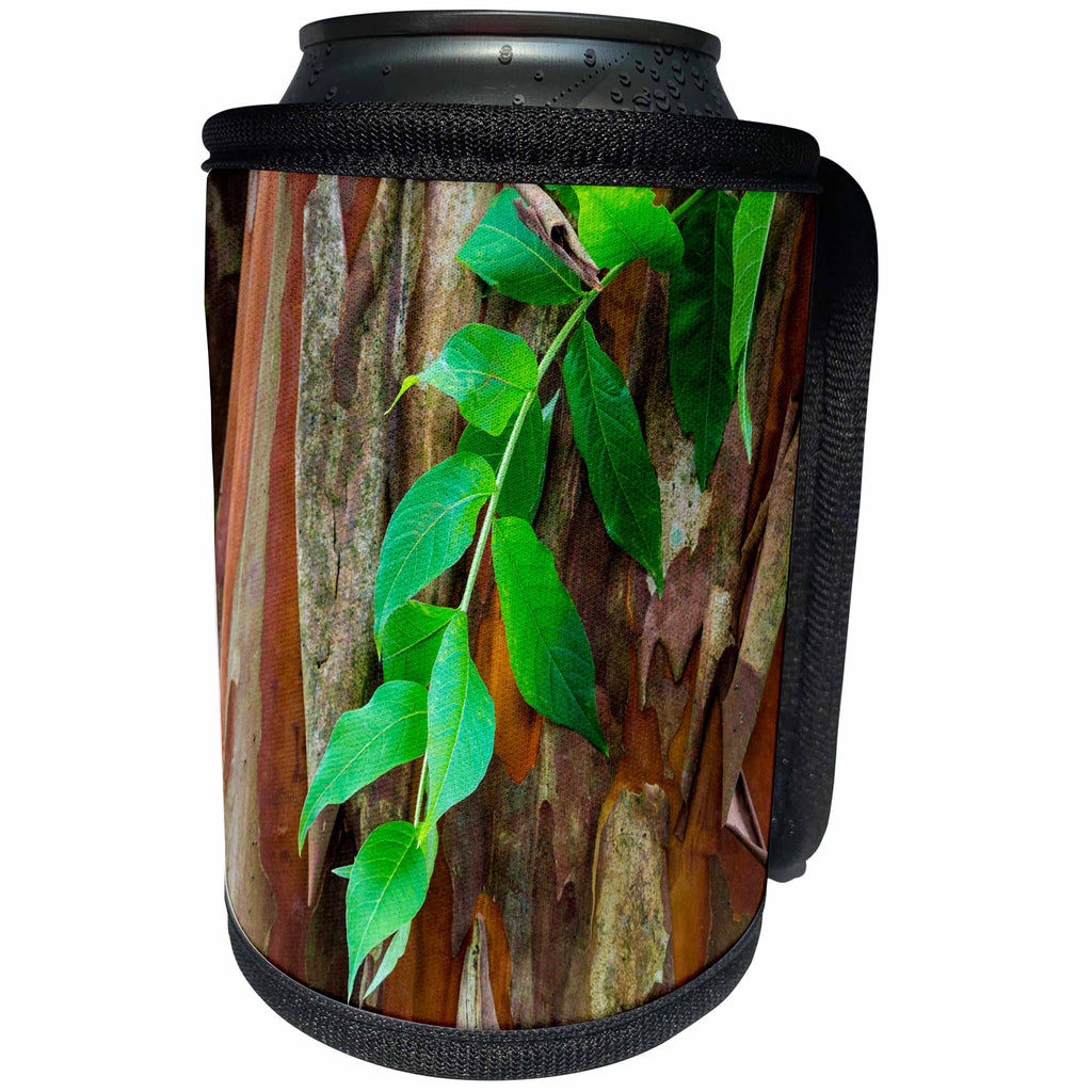 3dRose Danita Delimont - Plants - USA, South Carolina, Charleston. Close-up of crape myrtle bark. - Can Cooler Bottle Wrap (cc_231573)