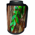 3dRose Danita Delimont - Plants - USA, South Carolina, Charleston. Close-up of crape myrtle bark. - Can Cooler Bottle Wrap (cc_231573)