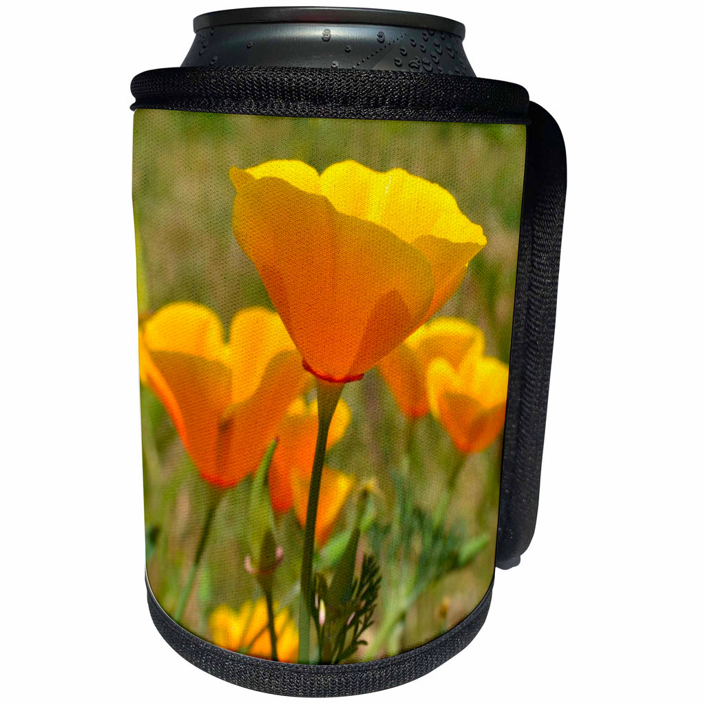 3dRose Patricia Sanders Flowers - poppies in spring II - Can Cooler Bottle Wrap (cc_23515)