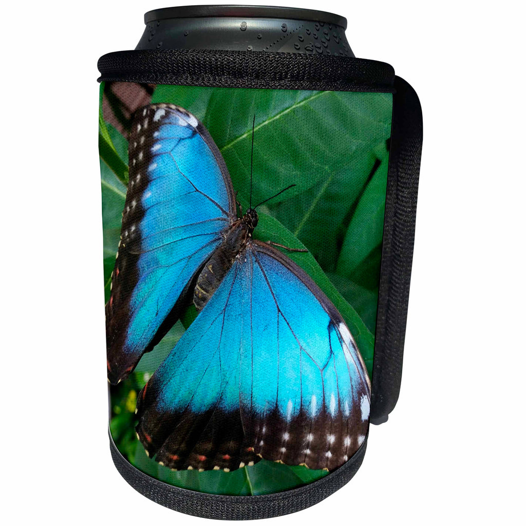 3dRose Sven Herkenrath Butterfly - Blue Macro Butterfly on Leaf - Can Cooler Bottle Wrap (cc_236491)