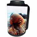 3dRose Sven Herkenrath Sealife - Seashell from Algarve Portugal - Can Cooler Bottle Wrap (cc_236551)