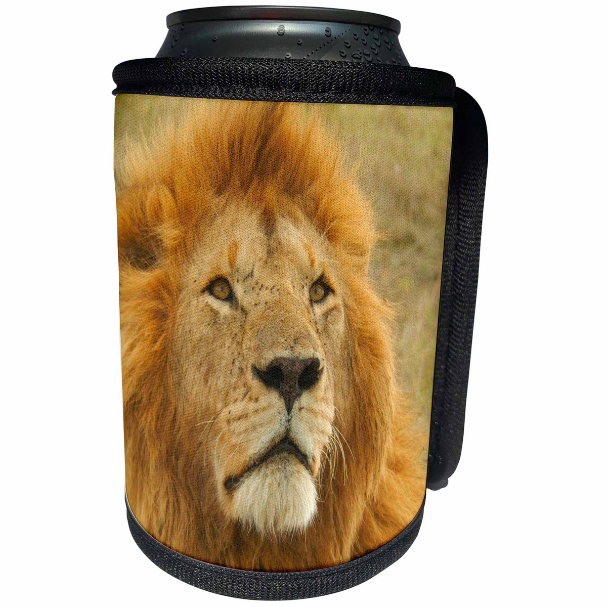 3dRose Sven Herkenrath Animal - Dangerous Lion in the Wildlife Nature - Can Cooler Bottle Wrap (cc_240199)