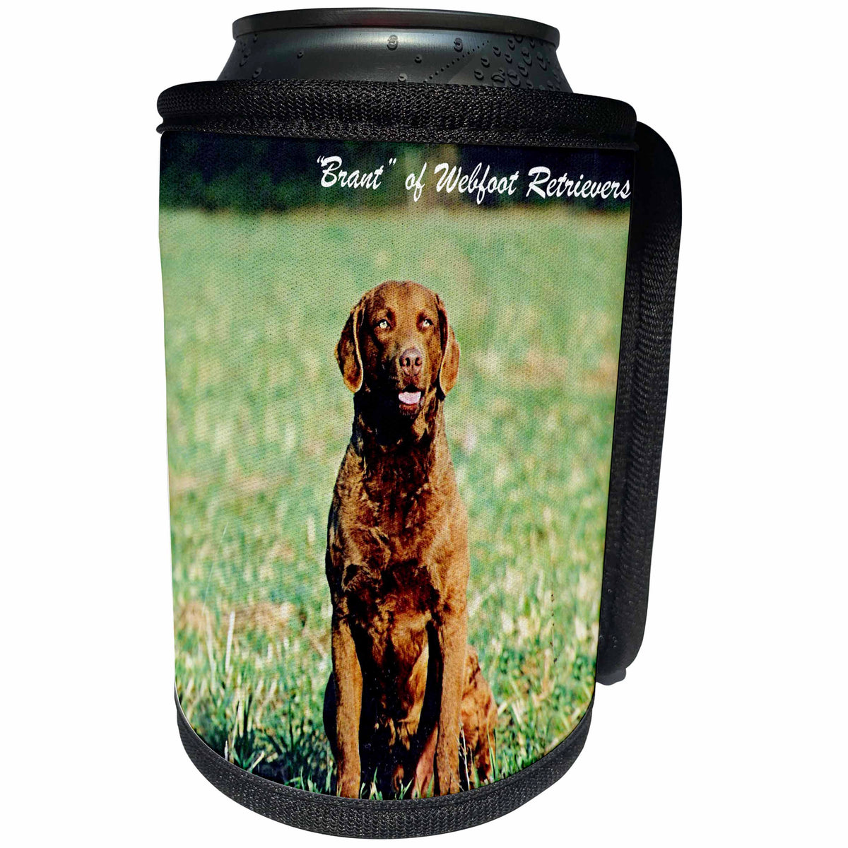 3dRose Dogs Chesapeake Bay Retriever - Chesapeake Bay Retriever - Can Cooler Bottle Wrap (cc_242)