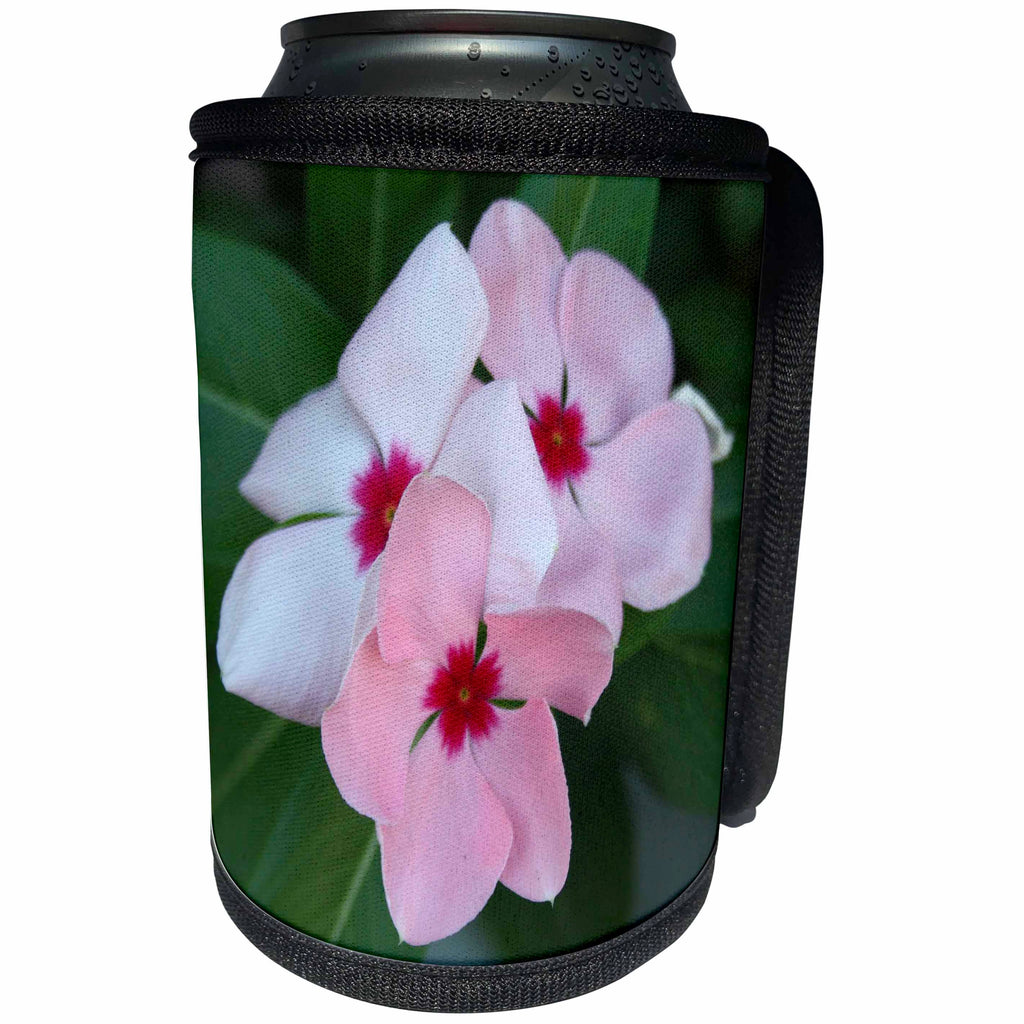 3dRose Taiche - Photography - Impatiens - Blooming Beautiful Pink Impatiens Flowers - Can Cooler Bottle Wrap (cc_243160)